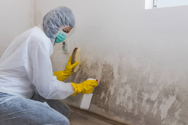 Best HVAC Mold Remediation in Madeira, OH
