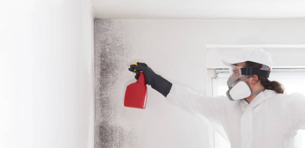 Best Residential Mold Remediation in Madeira, OH