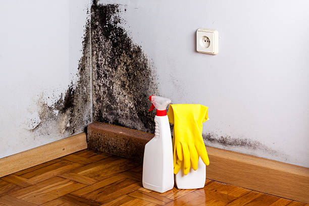 Best Basement Mold Remediation in Madeira, OH